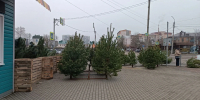 В Орле открылись 23 пункта приема новогодних елей на переработку - Комсомольская Правда