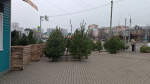 В Орле открылись 23 пункта приема новогодних елей на переработку