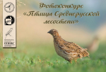Орловским фотографам предложили поучаствовать в «птичьем» конкурсе