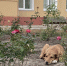 В Орле подумают над «радикальными мерами» по борьбе с собаками - OrelGrad.Ru