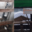 В «Лесной сказке» не следили за здоровьем животных и хранили корм с отходами - Орловский Вестник