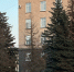 В Орле погибают ели - OrelGrad.Ru