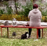 Коты довели психотерапевта до суда - OrelGrad.Ru