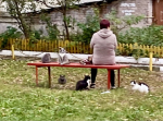 Коты довели психотерапевта до суда