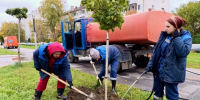В Орле будет проводиться компенсационная высадка деревьев - InfoOrel.Ru