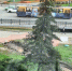 кусты(1) - OrelTimes.Ru