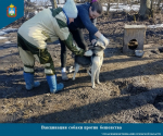 Вакцинация против бешенства и правила выгула домашних животных: что нужно знать владельцу