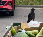 Орловского подрядчика внесли в черный список