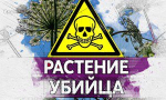 Очаги ядовитых растений выявлены на полях орловского агропредприятия